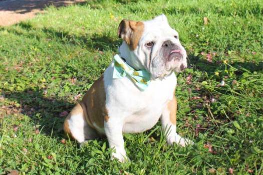 colliernoeudpapillon